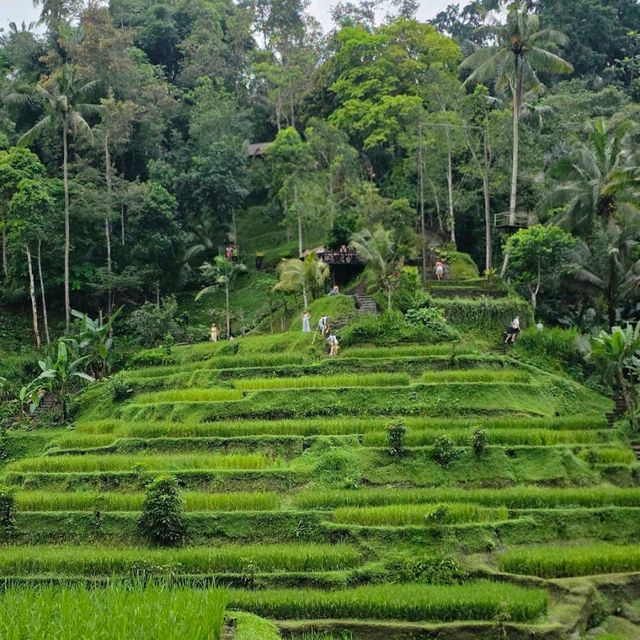 Tegallalang Rice Terrace, Ubud, Bali