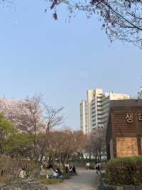 Seoul Forest ช่วงฤดูใบไม้ผลิ🌸🇰🇷