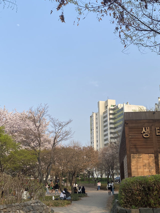 Seoul Forest ช่วงฤดูใบไม้ผลิ🌸🇰🇷