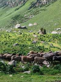 Alpine Flock Blocks the Road: Passenger Leans Out for Photos