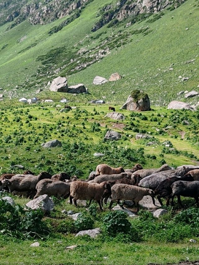 Alpine Flock Blocks the Road: Passenger Leans Out for Photos