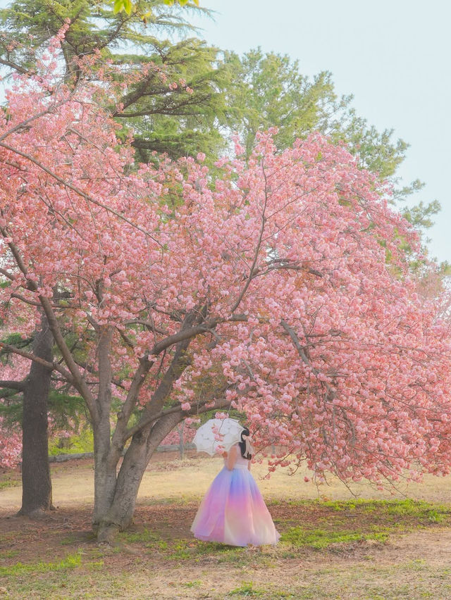 내가 사랑한 경주의 봄🌸❤️