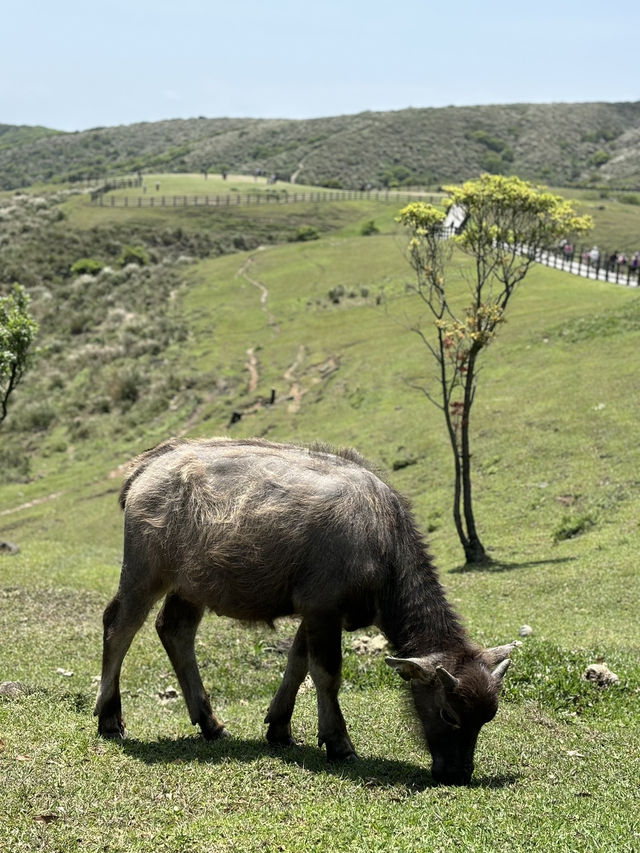 Qingtiangang grassland 
