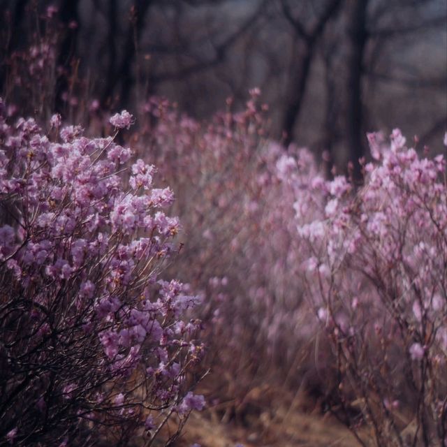 Jindallaedongsan Hill