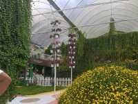 Bloom & Breathe: Explore the Hidden Garden Gem of MARDI Cameron Highlands!