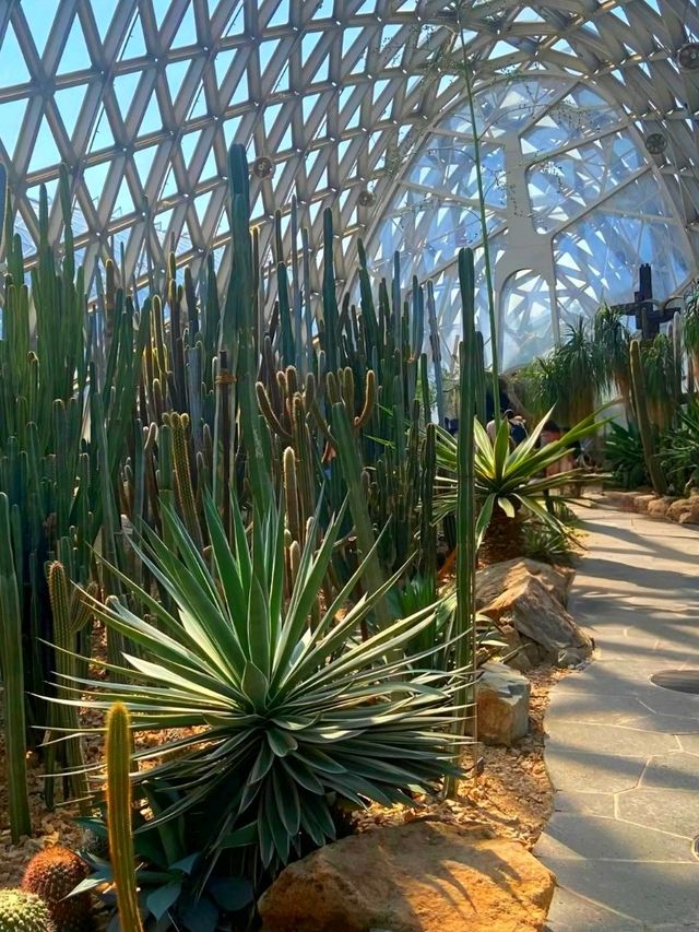 It's a cactus wonderland at Shanghai Botanical Gardens