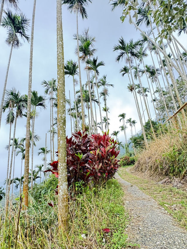 一條藏在山林間的詩行| 梅峰古道
