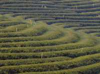 ไร่ชาฉุยฟง** คือสวรรค์ของคนรักธรรมชาติและชาเขียว 