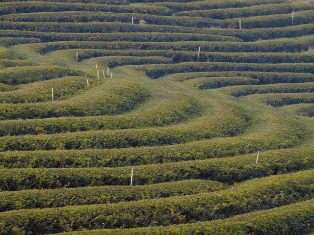 ไร่ชาฉุยฟง** คือสวรรค์ของคนรักธรรมชาติและชาเขียว 