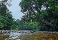 Taman Negara – Hanging Out with a 130-Million-Year-Old Legend