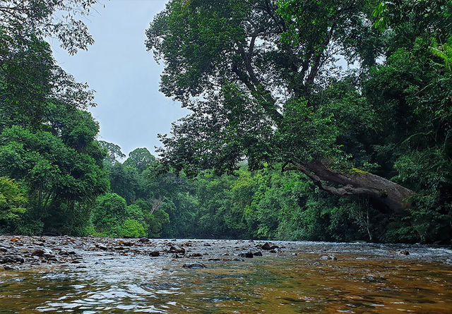 Taman Negara – Hanging Out with a 130-Million-Year-Old Legend