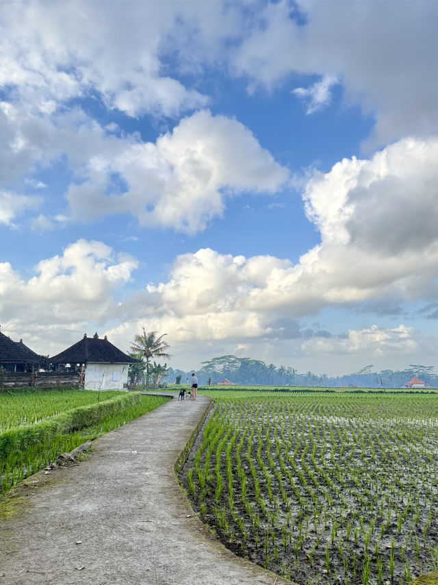 🌾 Morning Bliss in Ubud’s Green Heart 🌾 Morning Bliss in Ubud’s Green Heart