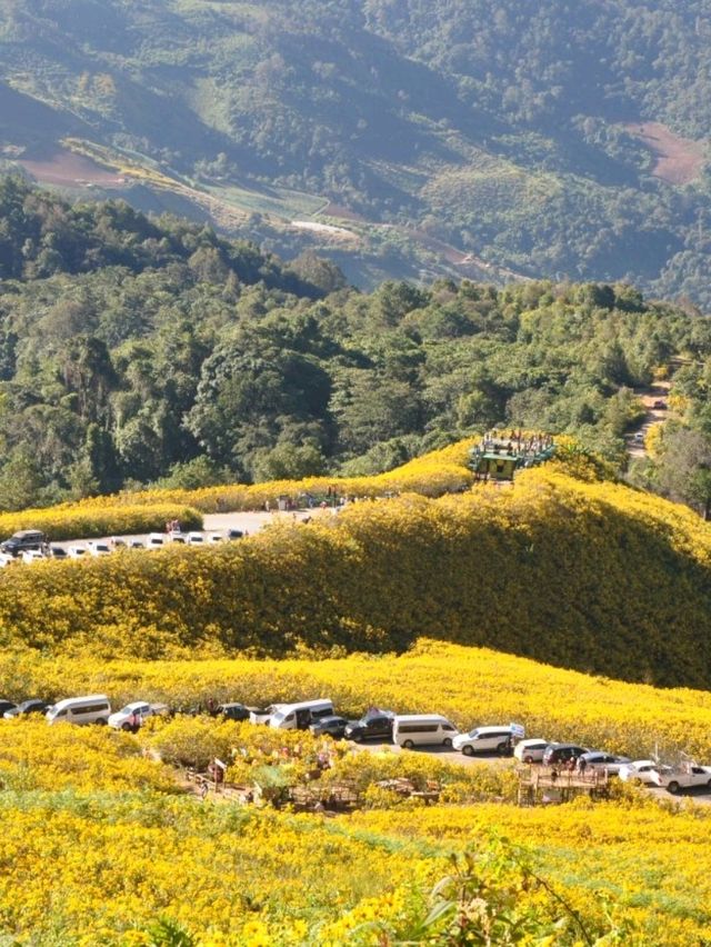 ชมทุ่งดอกบัวตอง🌼 เหลืองอร่ามทั้งภูเขา