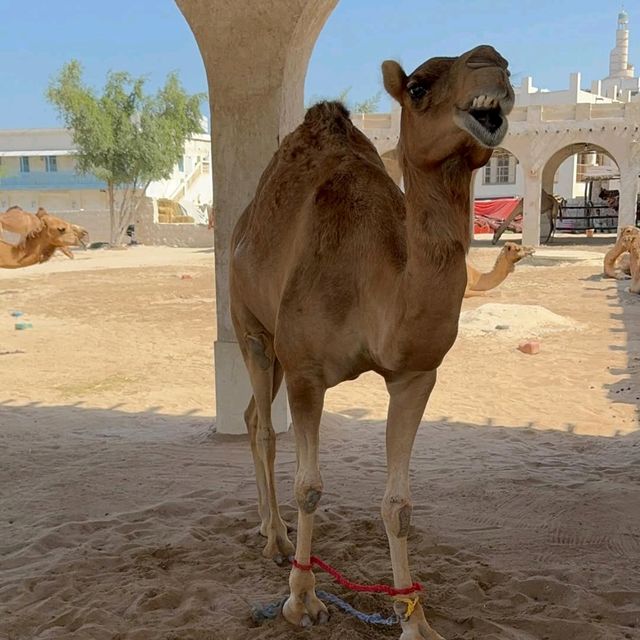 Experiencing the Vibrant Energy of Doha