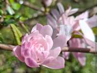 Auckland Botanic Gardens 🌸