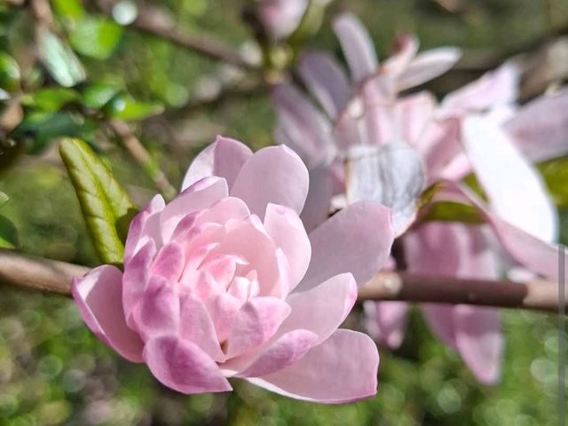 Auckland Botanic Gardens 🌸