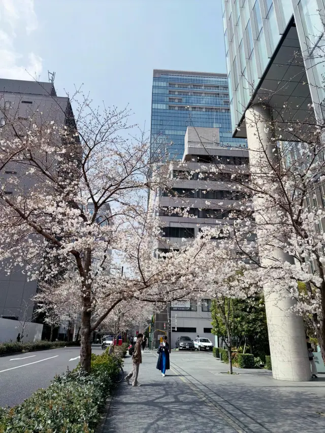 2025 Tokyo Cherry Blossom Season Solo Trip: Day 3 Itinerary Revealed (Part 1)
