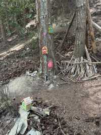 【ニュージーランド・クイーンズタウン】絶景に出会うトレイル「Queenstown Hill Walking Track」