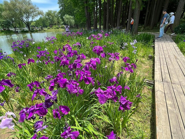 🌸 Ten-Mile Fragrant Path (十里芳径) — The Heart of Yuantouzhu 🌸 🌸 Ten-Mile Fragrant Path (十里芳径) — The Heart of Yuantouzhu 🌸