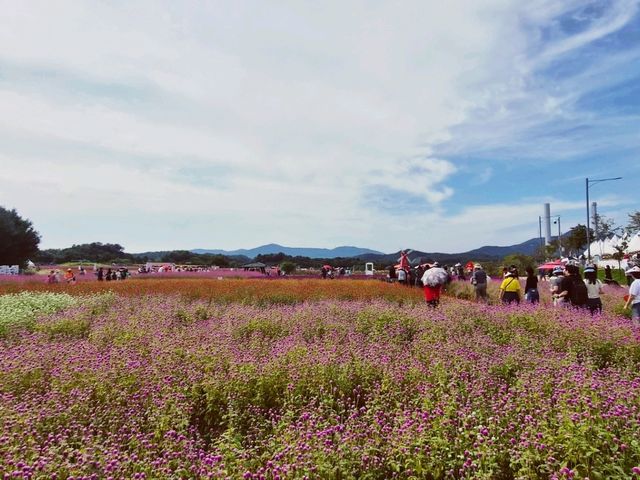 천만송이 천일홍 축제