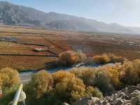 A Bird's-Eye View of the Golden Grassland: A Golden Scroll on the Pamir Plateau
