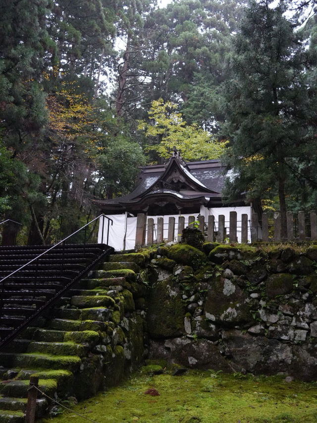 境内を覆う220種の苔  厳かで美しい景観 境内を覆う220種の苔  厳かで美しい景観