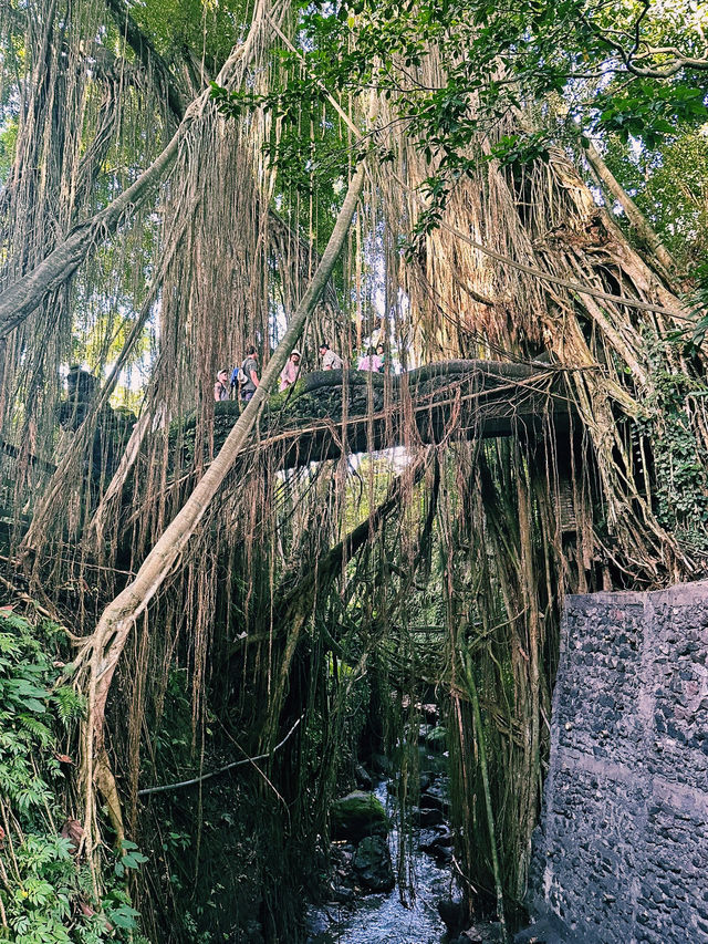 Mystical Paths of Ubud Monkey Forest 🌿🐒