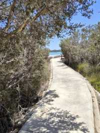 Lake Clifton Thrombolites: Earth's Ancient Life Forms