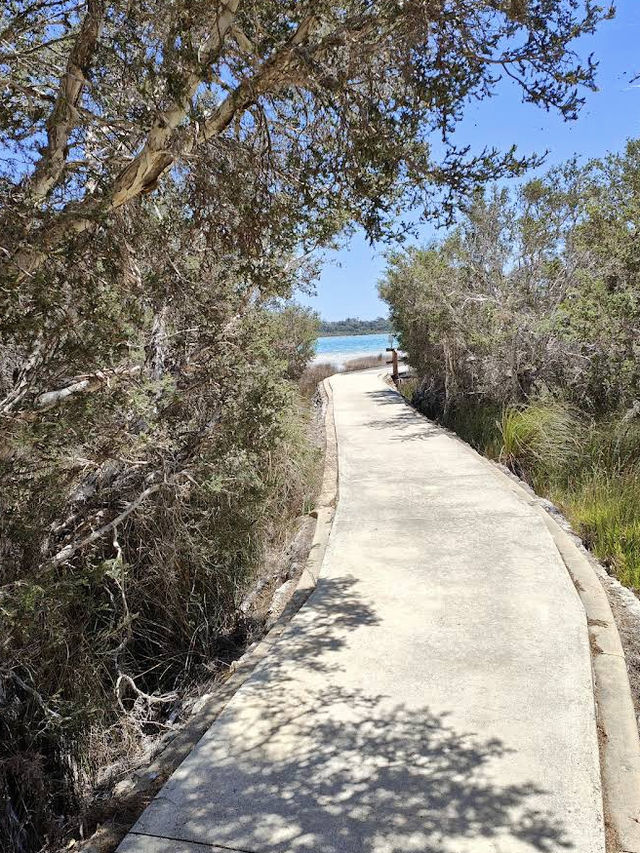 Lake Clifton Thrombolites: Earth's Ancient Life Forms