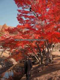 🍂 Autumn in Nara Park🍁🫎