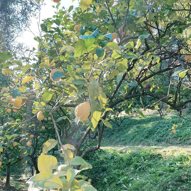 A Lemon-Scented Dream: Family Adventure at La Citronneraie