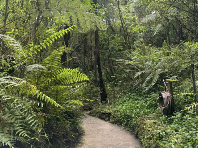 Waitomo Glowworm Caves