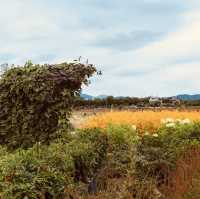 Nari Park (나리공원) – The Dreamy Pink Muhly Sea