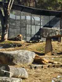 🐯동물들을 사랑하는 동물원 청주랜드동물원 다녀오기🦁