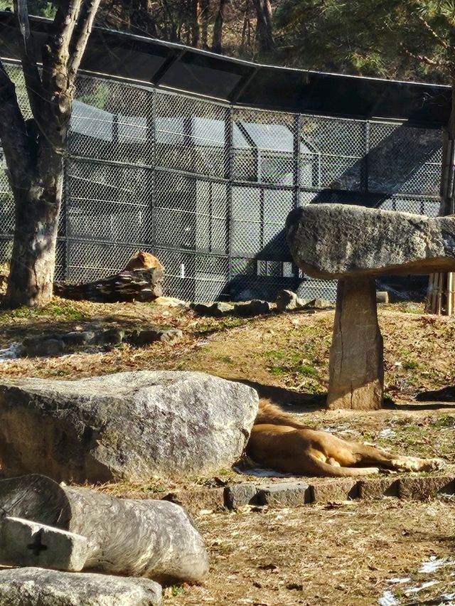 🐯동물들을 사랑하는 동물원 청주랜드동물원 다녀오기🦁 🐯동물들을 사랑하는 동물원 청주랜드동물원 다녀오기🦁