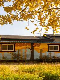 ๊ฒฝ์ฃผ ๋๋ฆฌ๋ง์ ์ํ๋๋ฌด ์ฒ