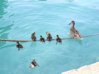 [เมืองริมทะเลสาบที่สวยงาม] สถานที่ท่องเที่ยวในเมืองอานซี ประเทศฝรั่งเศส