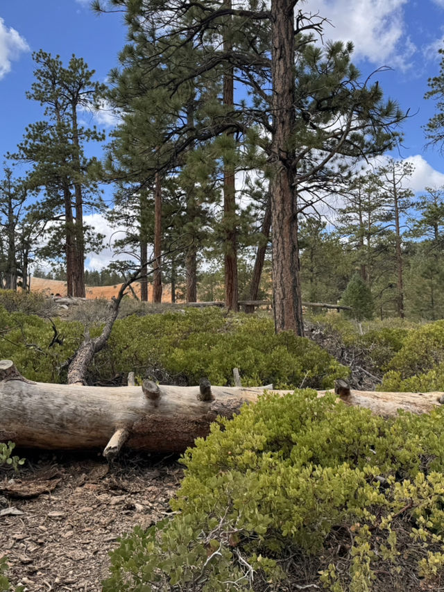 라스베가스 여행 그랜드캐년 투어
