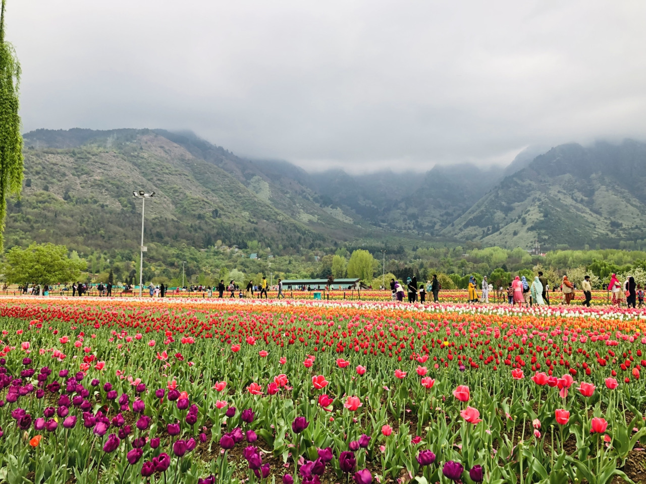 Indira Gandhi Memorial Tulip Garden