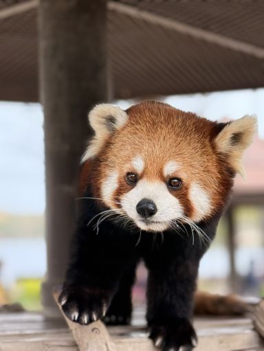 レッサーパンダ 上海でレッサーパンダに餌やり体験ができる場所。 | Trip.com 上海