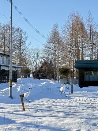 This Hokkaido road trip saw the luckiest scene of my life! Kushiro Shitsugen National Park is not only a paradise for nature lovers, but also one of the few places where you have the chance to get up close and personal with wild dando crane! One of Japan's national treasures, the Danto Crane, is no longer visible in Honshu, leaving only Hokkaido, a pure wetland for conservation. Staying into Chalet, a small cabin surrounded by forest, there are cranes outside the window in the morning to worship! Say Hi to Red-crowned crane🍀🦩 when you really open the window, it feels like you are in an animal documentary~

Highlights of the itinerary
– Wild Danding Crane up close, bird photography enthusiasts must brush list🦩
– National Park cabin staycation, forest, hot spring, biscuits and snacks all inclusive
– Kushiro Washo Market “Sheng Hand Don” ready-to-eat king crab 😋 Clean and happy
– Self-driving road trip, the scenery along the way is so beautiful that you want to stop at any time to take pictures

🌿Inventory of attractions
1. Kushiro Shitsugen National Park
Address: 2-Hokkaido Kawakami-ku Road 2101 Hokuto 084-0922 Japan
Opening hours: Open all day, year-round
A large area of ​​virgin wetland, reeds, a large number of wild birds perching, the most important thing is the Danding Crane! It is recommended to get up early for a walk, there is a chance to see deer footprints under your feet, a crane flying over your head leisurely (really quiet and lucky😌). There are pointing trails and observation decks in the park, it is recommended to bring a telescope & camera telephoto lens.

2. Cabin Accommodation & Hot Spring (in/near park options)
Some accommodations are equipped with natural hot spring pools, after a day of play directly soak away from fatigue, at night listening to the chirping of insects and birds to sleep, super relaxing! Remember to ask more when you check in if there is dessert/snack inclusive.

3. Kushiro Washo Market
Address: 13-25 Kurogane-cho, Kushiro City
Business Hours: 07:00 - 16:00
Among the three major markets in Hokkaido, the "Katsudo Don" here is a must try! There are so many fresh fish shops inside, Yamazaki Fresh Fish Shop freshly fished seafood every day, choose your own rice bowl, buy and add ingredients while walking, king crab, sashimi, sashimi can not be missed. The price is transparent and not expensive. After eating, you can slowly walk around the market to buy souvenirs.

🍽️ Food recommendations
– Victory Hand Don: Order your own meals to build the most suitable combination
– Yamazaki Fresh Fish Shop: Ask the clerk if there is any ready-to-eat food, especially recommend the king crab legs
– Market snacks: North Sea sweet shrimp, crab paste sushi, freshly grilled scallops all affordable!

📢Practical tips
1. The weather around Kushiro is changeable, so it is recommended to bring a windbreaker raincoat/or windproof jacket
2. Wetland National Park has a large temperature difference between morning and evening
3. Be quiet & patient enough to shoot wild Danding Cranes, don't chase/make loud noises (I'm super grateful to see them myself ❤️)
4. Some cabins can be booked early request towards the wetland landscape, the probability of an animal appearing in the morning increases greatly
5. Self-drive tour can walk along National Highway 391, the scenery next to it is so beautiful that you can't help but stop down and take a few more pictures!

🐾Topic Time
#roadtrip #japan #hokkaido #wild dandom crane #japan nature experience