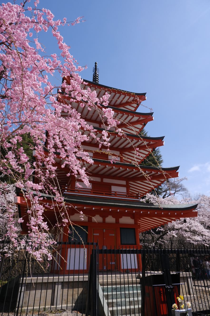 日本旅行】ポストカードのような絶景！薄紅の桜と水色の富士山 - 新倉