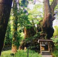 【静岡県🇯🇵熱海】パワースポットで運気アップ☺️マイナスイオンに癒されながらリフレッシュ時間