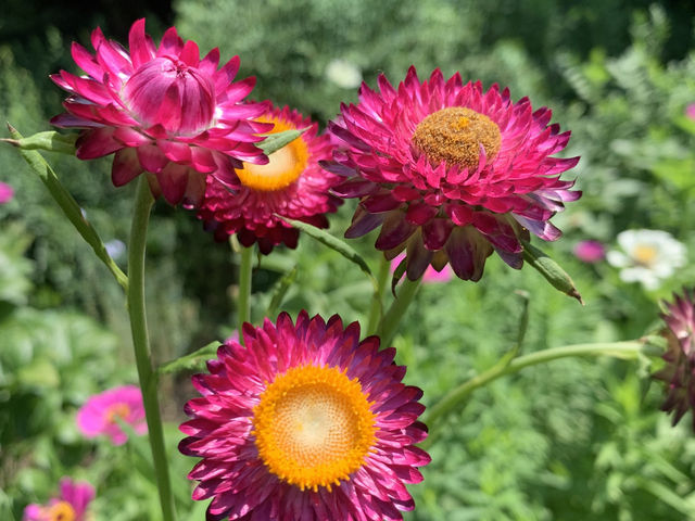 布魯克林植物園