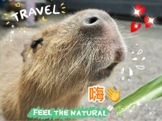 ❤️開心動物樂園探險記🦢