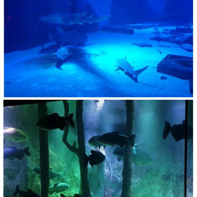 🌊🐠 Dive into the Magic of SeaLife Aquarium! 🐚🐬