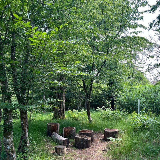 Immerse in tranquility in the New Forest