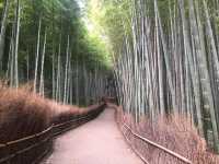 Majesty of Kyoto's Bamboo Forest