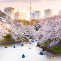 Sakura Spectacle: Tokyo's Blossom Ballet!🌸