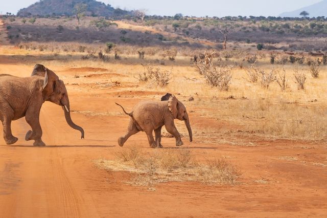 8 Days Classic Kenya Safari Experience 